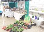 Fte des Plantes 28 avril 2024