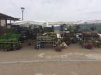Fte des Plantes 28 avril 2024