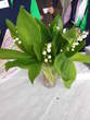 Muguet